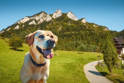 Pies przy Trzech Koronach